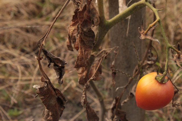 Tomato plant early blight disease identification and treatment