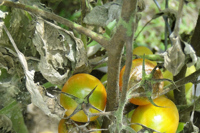 Tomato plant phytophthora late blight disease identification and treatment