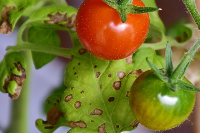 Tomato plant leaf spot disease septoria lycopersici
