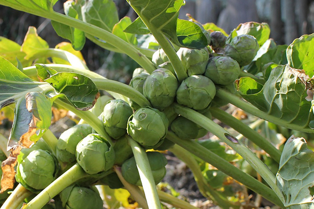 Brussels sprouts are a fine addition to your home garden