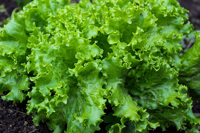 Lettuce varieties are a fine addition to your home garden