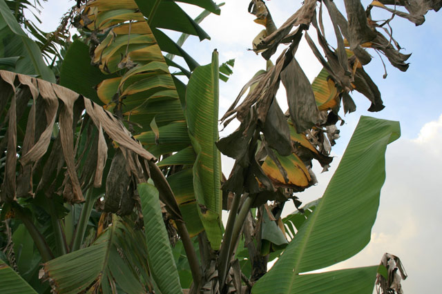 Fusarium wilt infected banana tree leaves