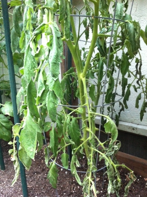 Top 5 Tips To Help You Care For Your Tomato